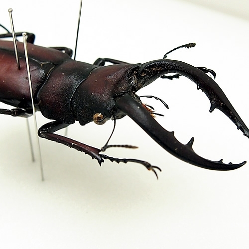 ノコギリクワガタ(鋸鍬形) , 蝶の標本 販売・通販のNatureShop