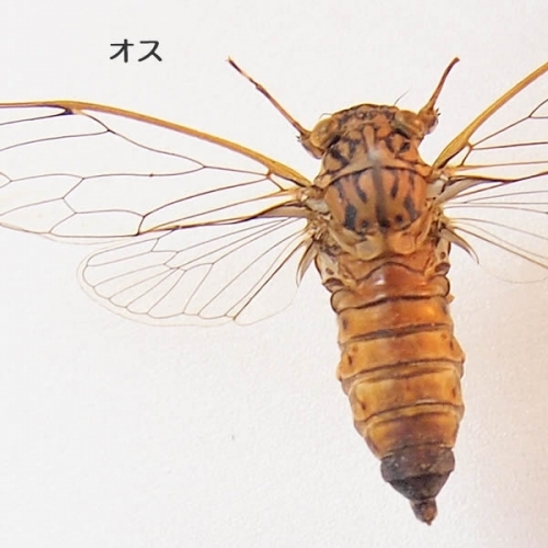 ヒメハルゼミ／雄雌ペア 飛翔 , 昆虫標本 , 蝶の標本 販売・通販の