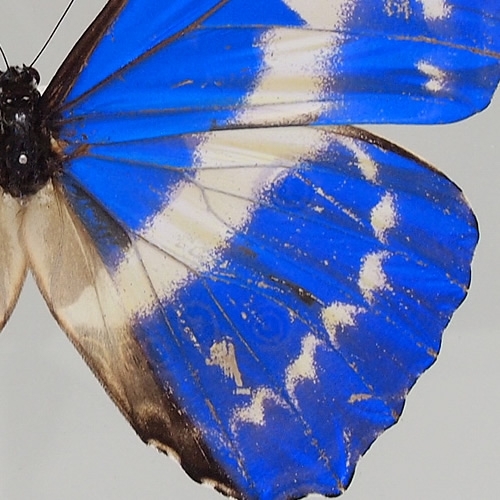 送料無料】キプリスモルフォ , タグ「モルフォ」 , 蝶の標本 販売