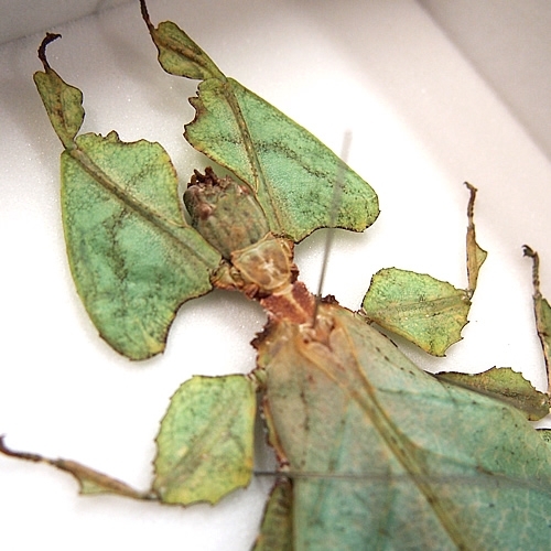 オオコノハムシ , 昆虫標本 , 蝶の標本 販売・通販のNatureShop