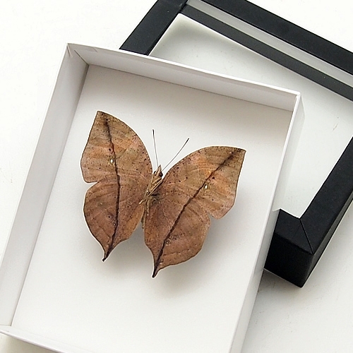 珍品 現品限り】パラタイプ・コノハチョウ（1オス・タイ産） 【公式通販】