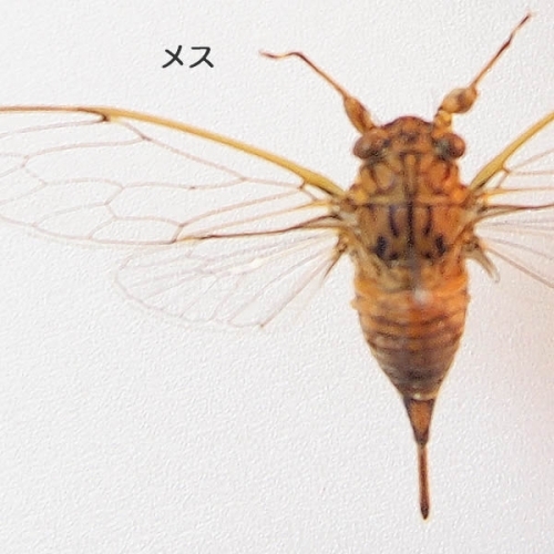 ヒメハルゼミ／雄雌ペア 飛翔 , 昆虫標本 , 蝶の標本 販売・通販の