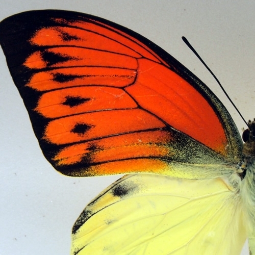 自然雑交種】デタニヒイロ×ヒイロツマベニチョウ♂♂標本☆ペレン島産