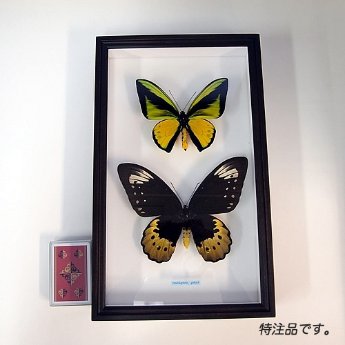 送料無料】ゴライアストリバネアゲハ , 蝶の標本 販売・通販の