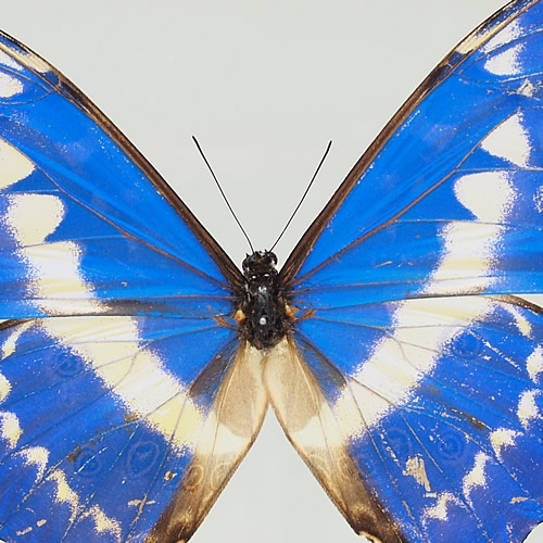 キプリスモルフォ！標本！5 蝶標本「キプリスモルフォ」 - 海福雑貨通販部