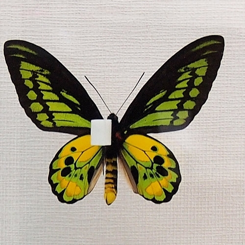 送料無料】ロスチャイルドトリバネアゲハ , 蝶の標本 販売・通販の