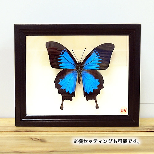 P*.様 蝶の標本セット 木箱入り Amazon.co.jp: 昆虫標本箱（ドイツ箱