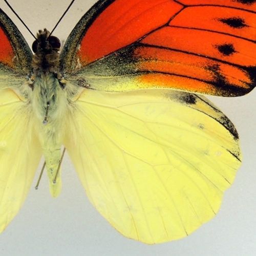 週末価格‼️ヒイロツマベニチョウ♂異常型標本☆アンボン島産☆稀異常
