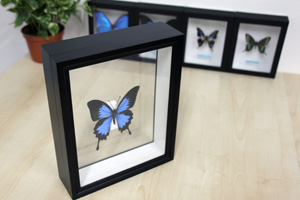 ホソバジャコウアゲハ , 蝶の標本 販売・通販のNatureShop|モルフォや