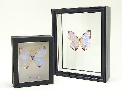 エロスモルフォ , 蝶の標本 販売・通販のNatureShop|モルフォや