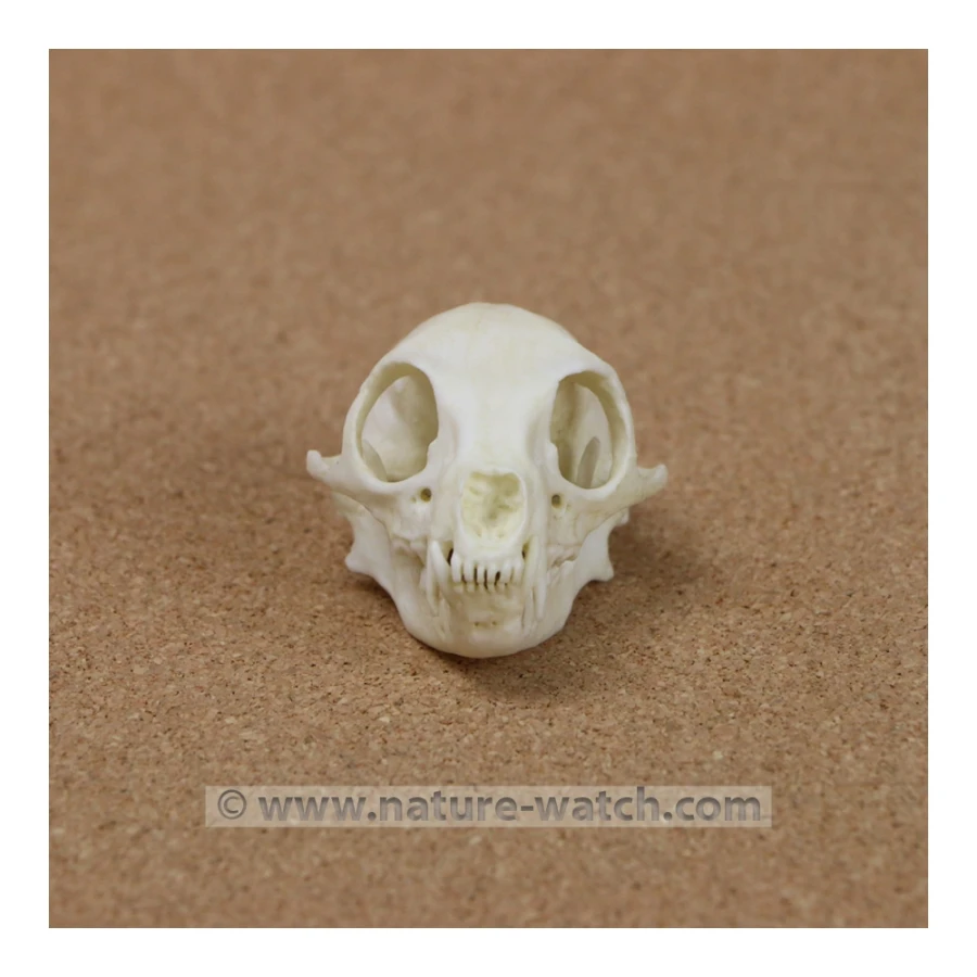 Meerkat Skull Replica: Animal Skull Replica-Skulls Replicas Bones