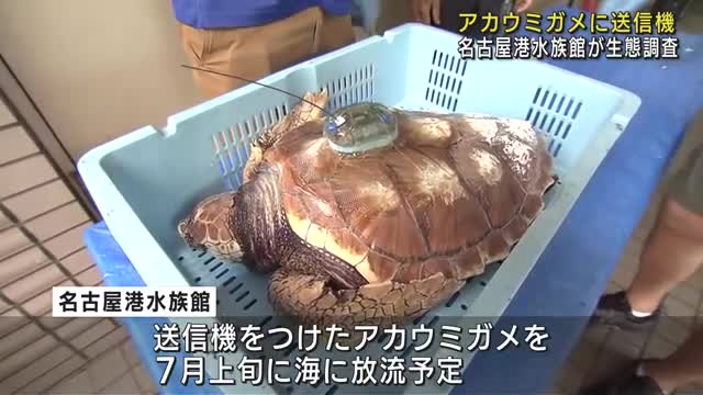 アカウミガメに送信機 海に放流して生態の謎に迫る 名古屋港水族館