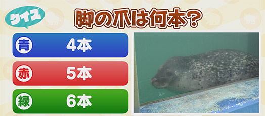 動物園シリーズ 確認用 アザラシ