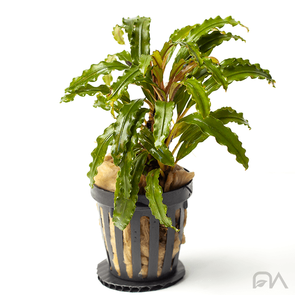 Bucephalandra sp. Variegata Hn:福袋 CAKUMI Bucephalandra sp