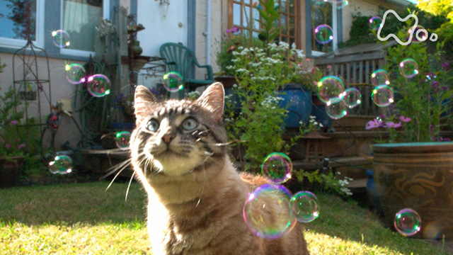 ジャバラファイルヴィクトリアン猫ちゃんレース