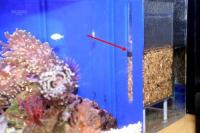 世界のとれたて海水魚(通信販売)の日海-web.com<日海センター