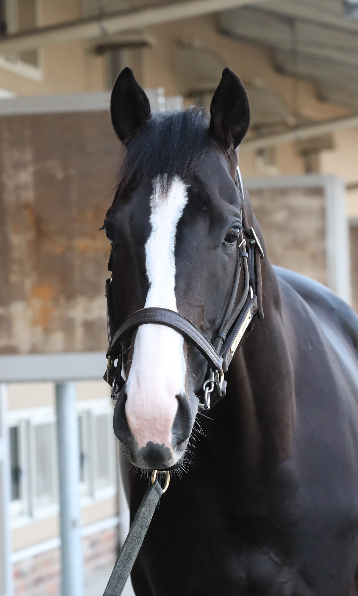 イクイノックスまとめ売り セレクトセール】イクイノックスが華々しい