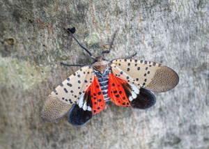 ユカタンビワハゴロモ 標本 ビワハゴロモの侵入〜日経サイエンス2021年