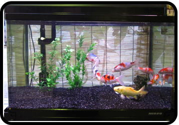 中古大型プラスチック水槽 コンテナ水槽 錦鯉 金魚