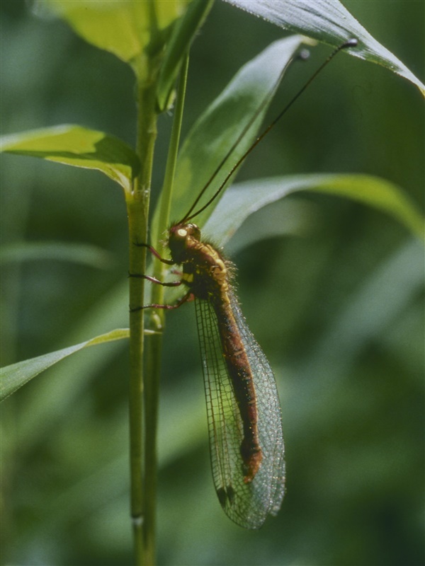 ツノトンボ 実はアミメカゲロウの仲間｜【西日本新聞me】