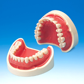 歯内療法用模型歯(ネジ受けなし) [A22-500]｜株式会社ニッシン｜歯科