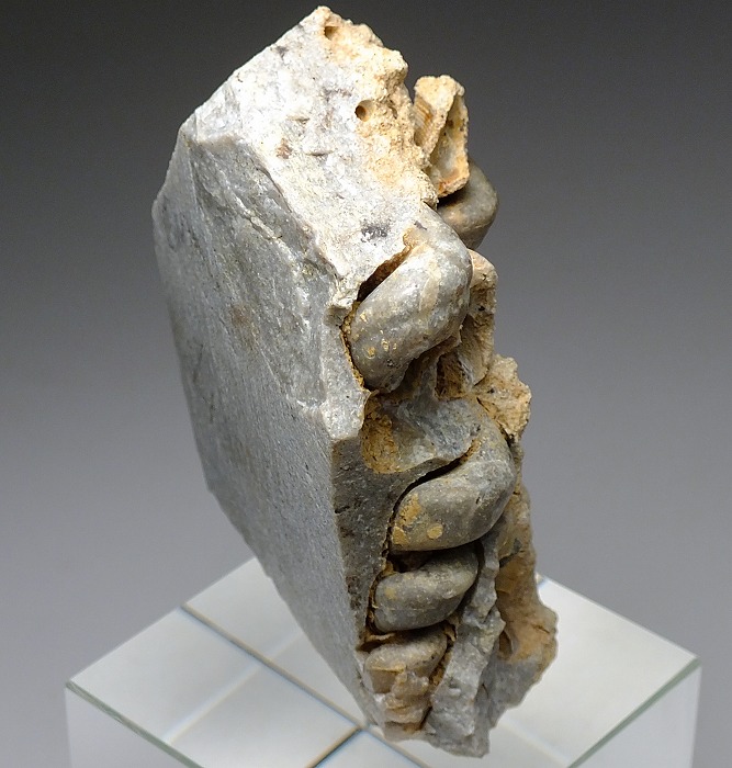 化石 B-16 D-10 D-11 【公式通販】