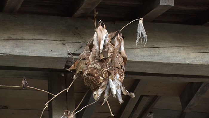 DASH島 ～縁起物でハッチーバー巣デイ～｜ザ！鉄腕！DASH!!｜日本テレビ