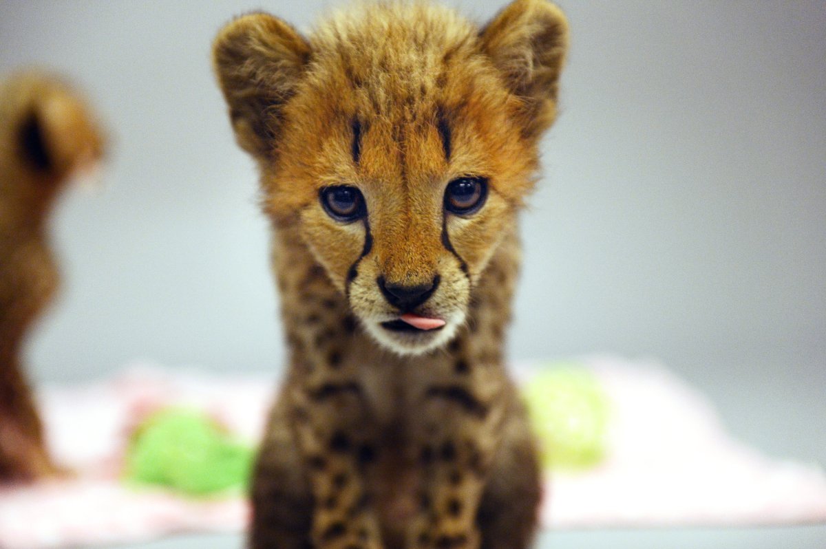Tiny cheetah cubs visit Daily News to celebrate NatGeo Wild's 'Big