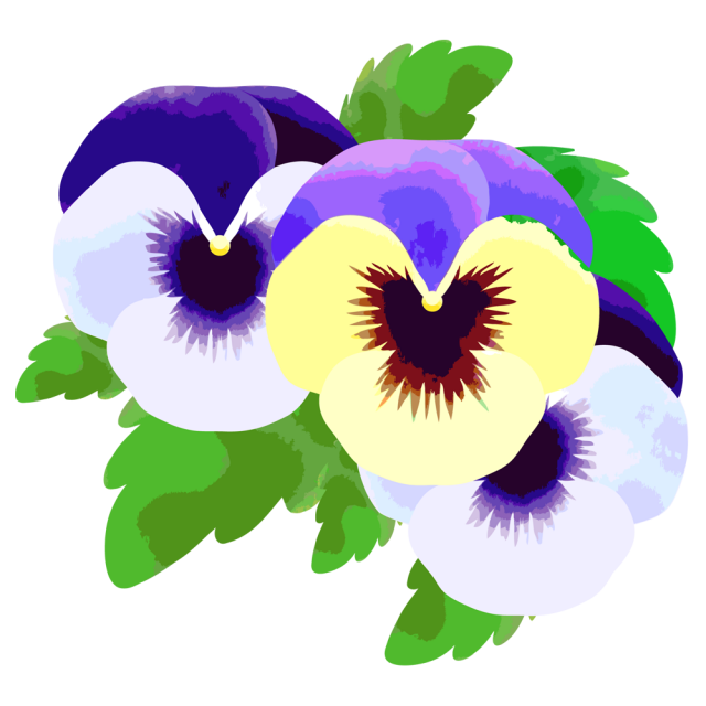 水越智三 pure tomato パンジー 鉢植え 花 イラスト 水越智三 pure