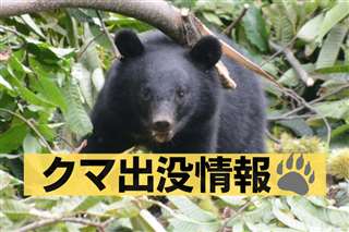 大仙市協和の国道、軽乗用車がクマと衝突 近くの民家まで20メートル