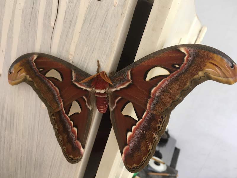 ヨナグニサンの神秘｜怪獣モスラのモデル、世界最大級の蛾が