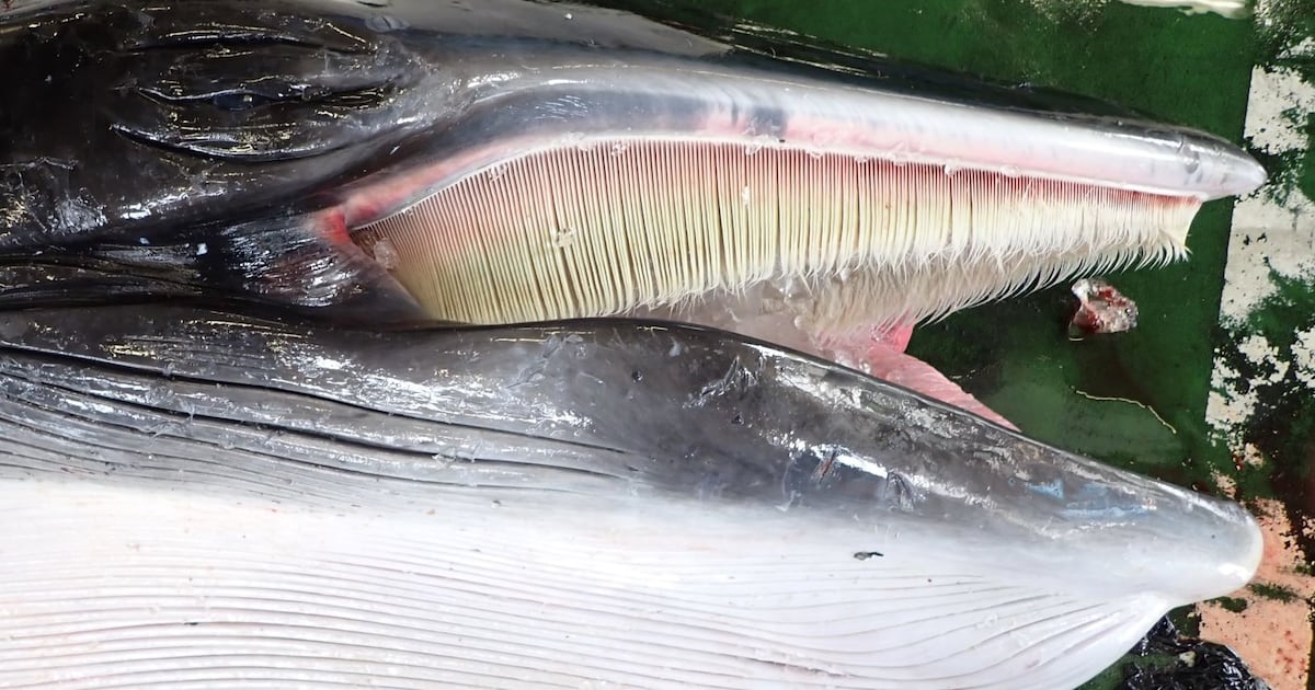 鯨歯 マッコウクジラ 鯨歯 マッコウクジラの歯 【公式通販】