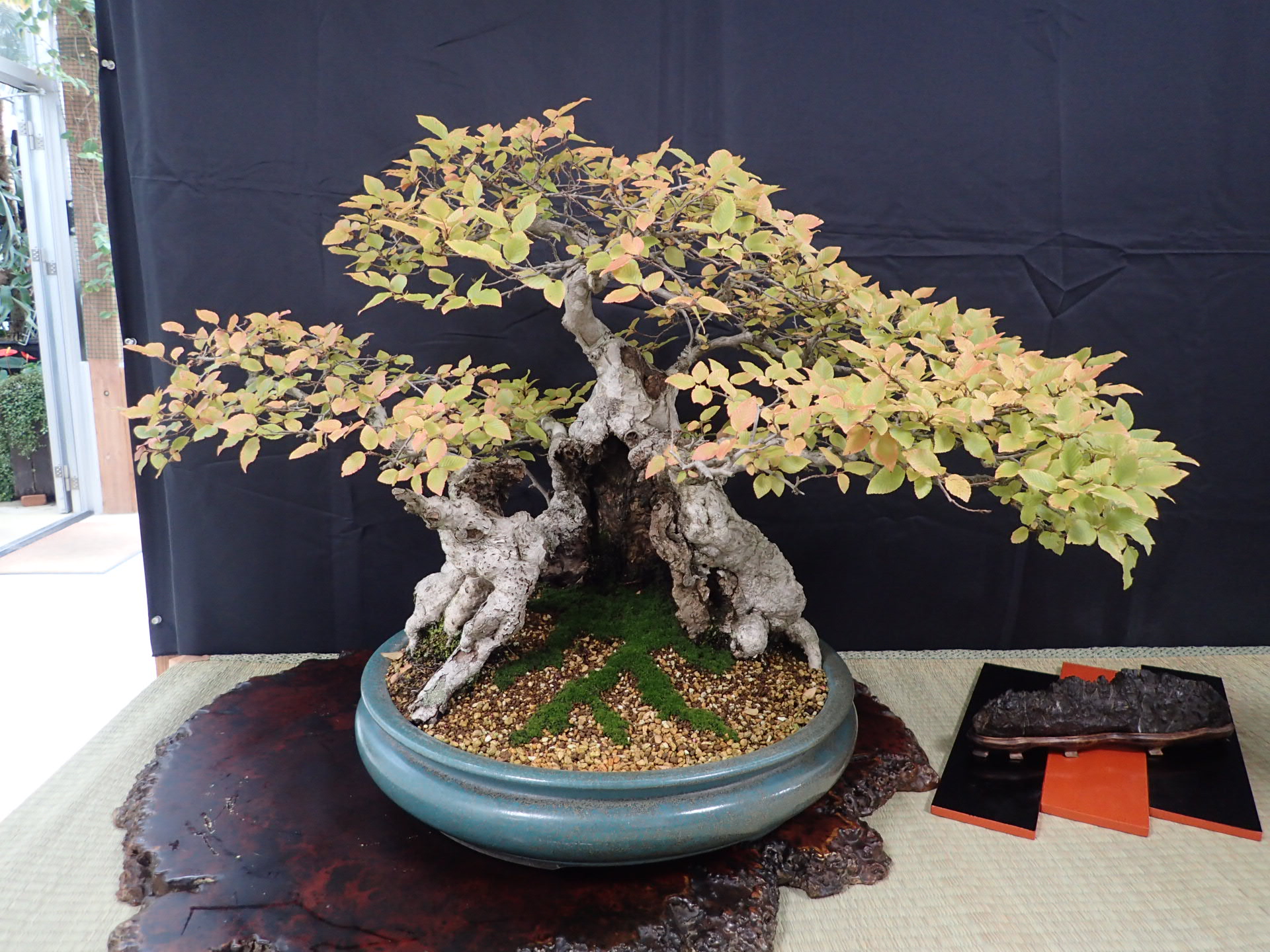 美豊 日本小品盆栽名品展出品記念ミニ盆栽鉢青竹絵付け他貫入