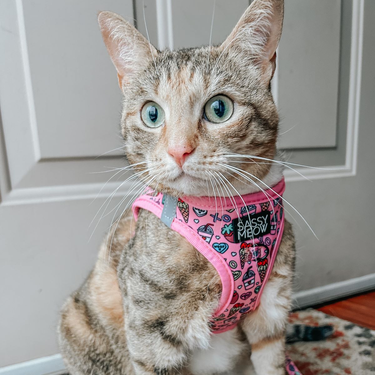 Sassy Meow | Sassy Woof