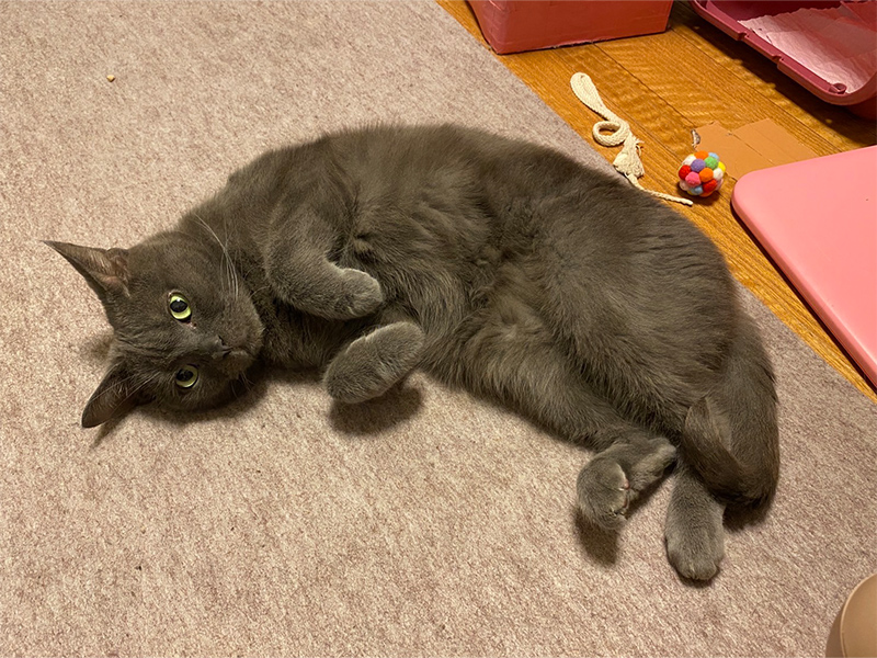 猫種図鑑】アメリカンショートヘアの性格や特徴、飼い方について知ろう