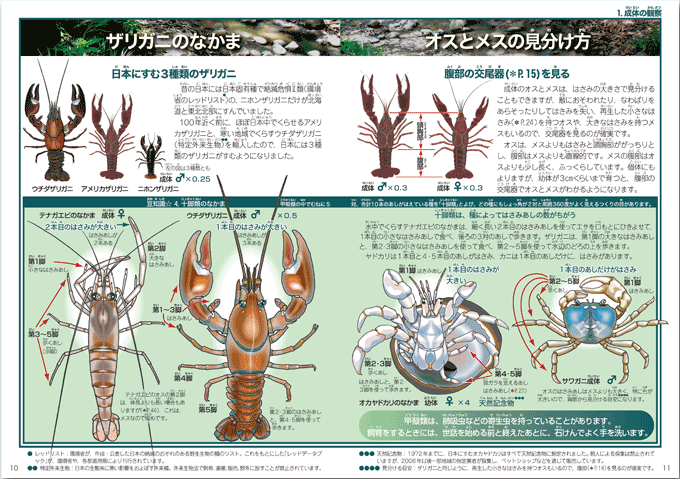 大アカザエビウチダザリガニ 標本3体ドイツ箱入り 大アカザエビ ウチダ