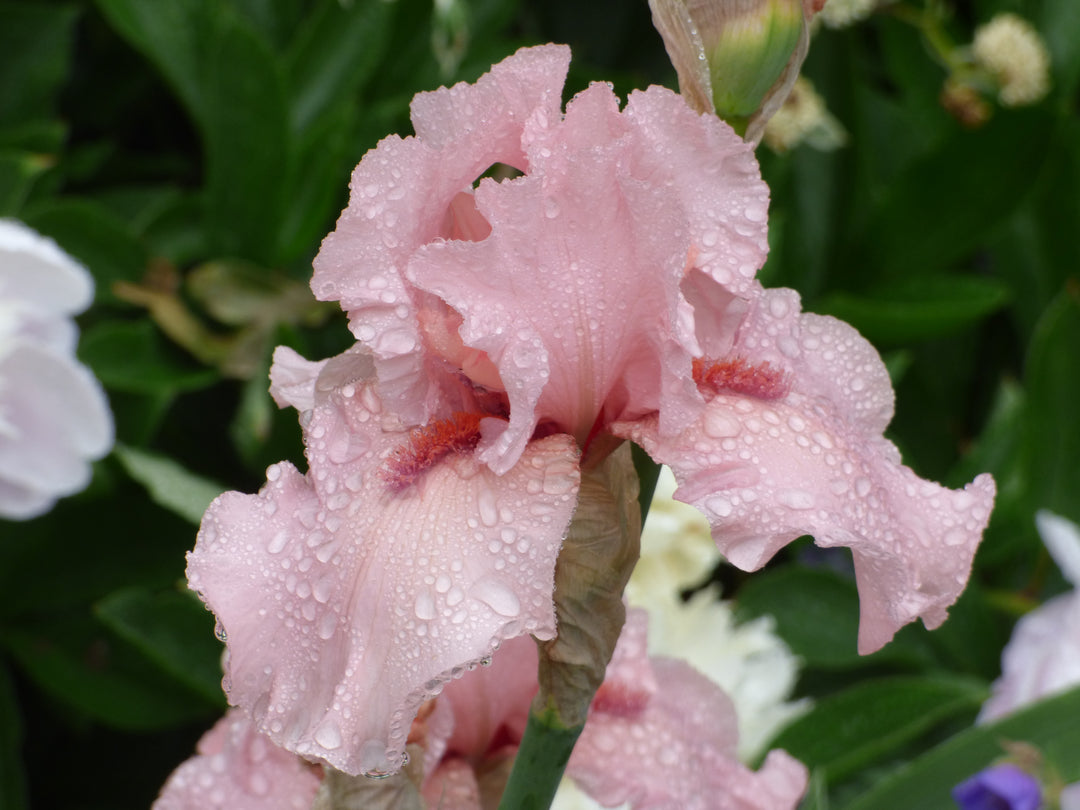 I Pink I Can | Tall Bearded Iris – Schreiner's Gardens