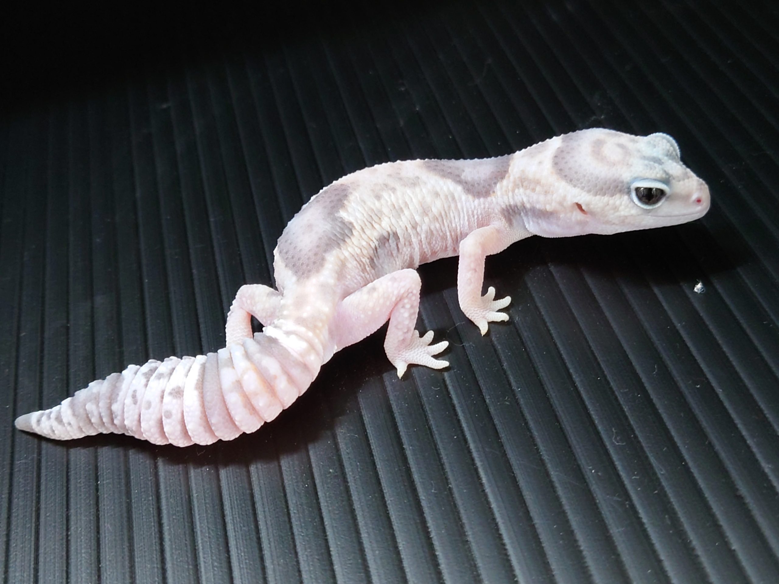 爬虫類ケージ レオパ ニシアフ 爬虫類ケージ レオパ ニシアフ ニシ