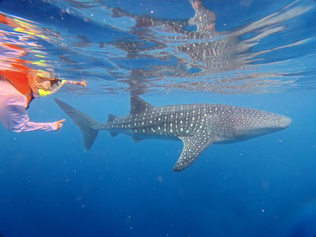 色々ラッキーだったジンベエザメツアー！🐬✨ | マリンハウスシーサー