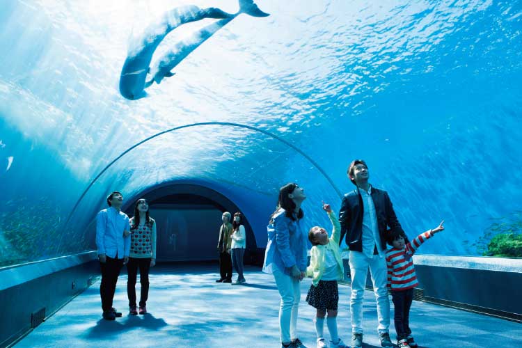 Dolphin Fantasy | Yokohama Hakkeijima Sea Paradise