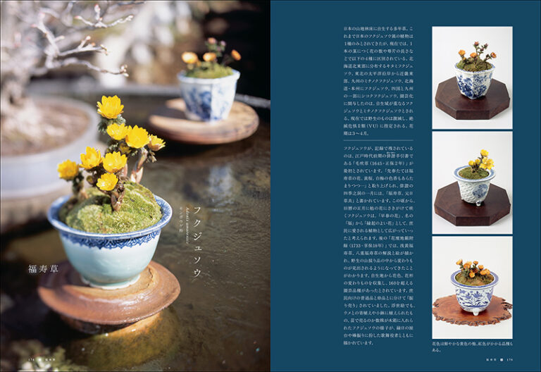盆栽・伝統園芸植物の鑑賞知識 | 株式会社誠文堂新光社