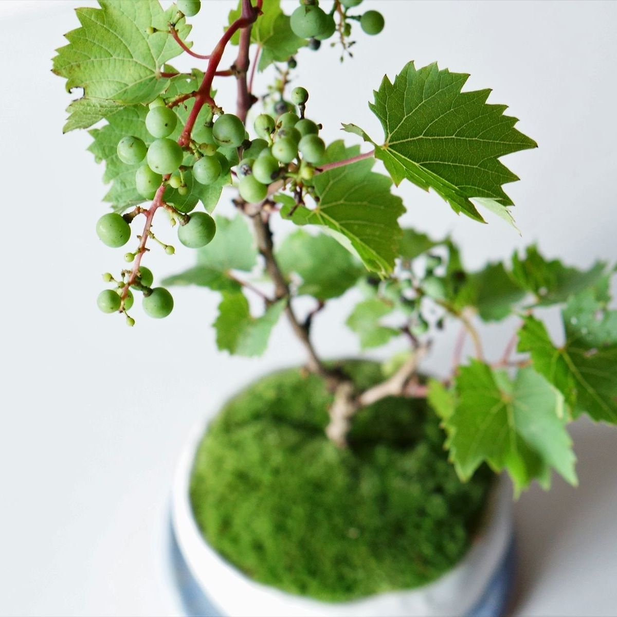 壽山石 置物 葡萄BN034 寿山石雕葡萄栗鼠 置物☆中国古玩石雕葡萄擺件