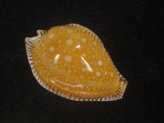 海貝 - Kaiショップ (Page 1)