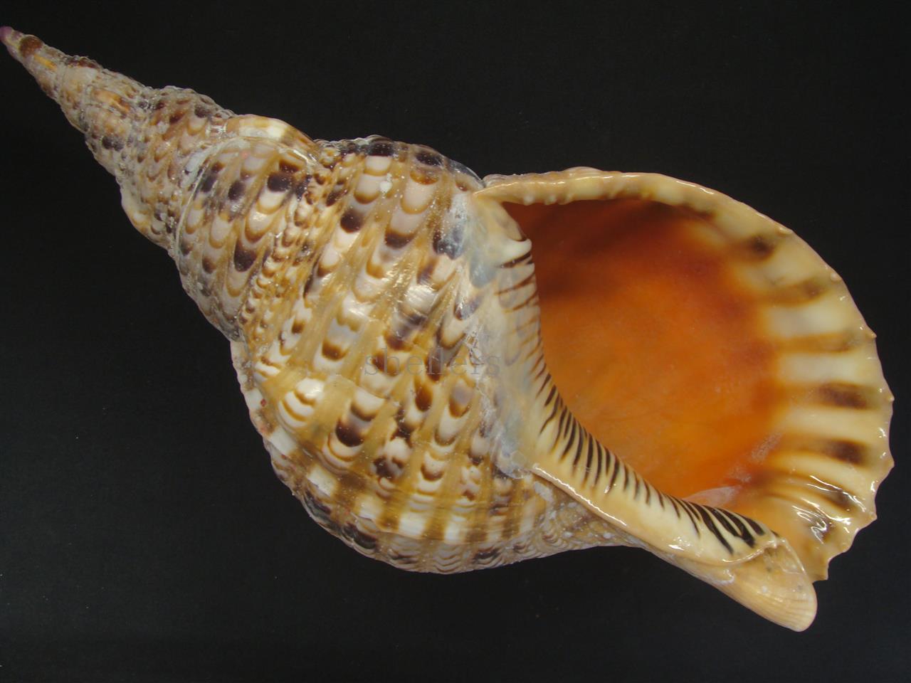 法螺貝 自然な巻貝装飾品 約34cm 法螺貝 自然な巻貝装飾品 約34cm