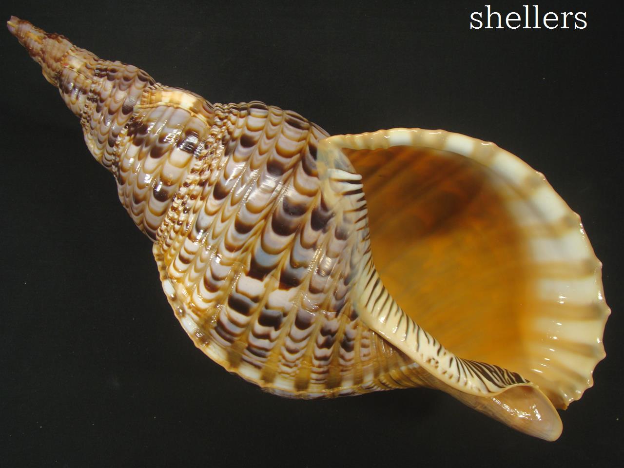 法螺貝 魔除け ほら貝 ホラ貝 36cm 巨大 オブジェ 法螺貝 魔除け