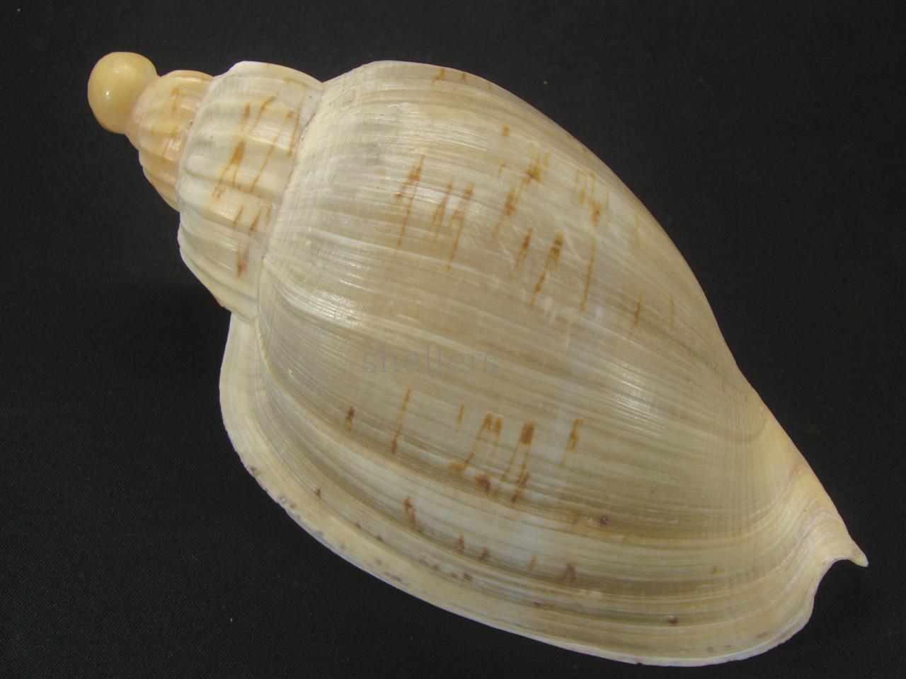 貝殻標本ダンシャクボラ