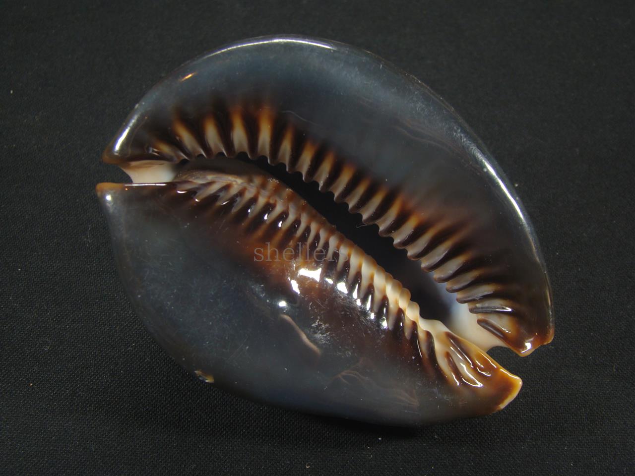 ハチジョウダカラ - Kaiショップ