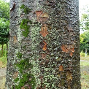 欅（ケヤキ、けやき）