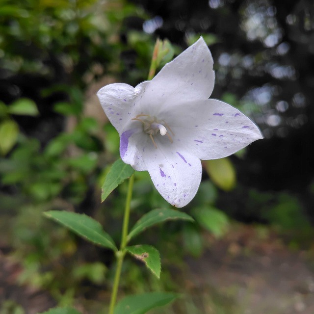 令和7年度 | 花だより | 白鳥庭園｜名古屋市熱田区