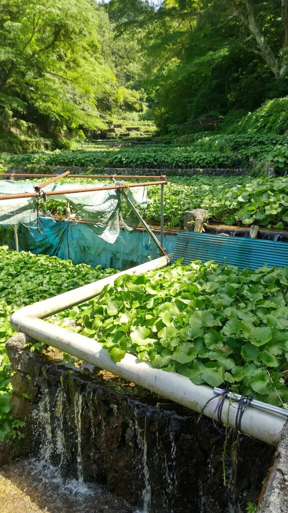 伊豆市】世界農業遺産「静岡水わさびの伝統栽培」について学んできまし